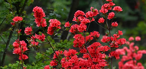 节庆活动