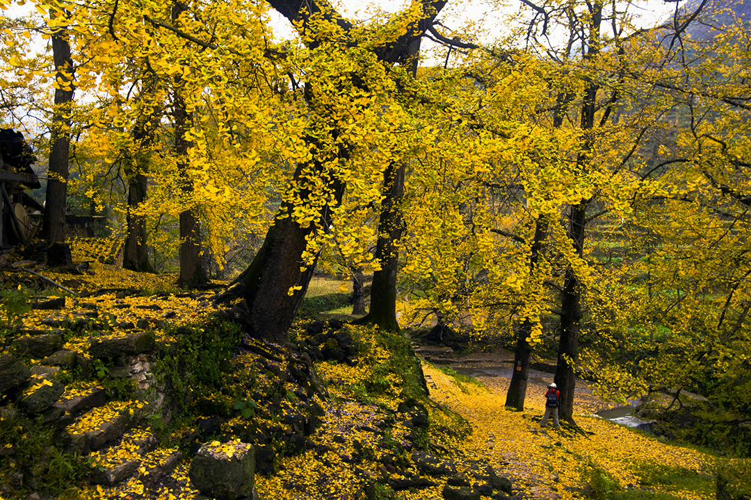 金色银杏山村.jpg